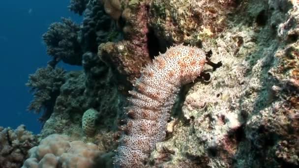 Bohadschia Graeffei zee komkommers onderwater in Egypte. — Stockvideo