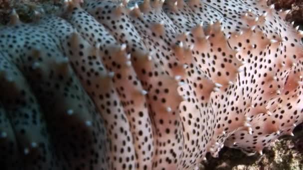 Close-up of Bohadschia Graeffei sea cucumbers underwater in Egypt. — Stock Video