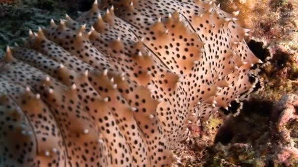 Detail Bohadschia Graeffei mořské okurky pod vodou v Egyptě. — Stock video