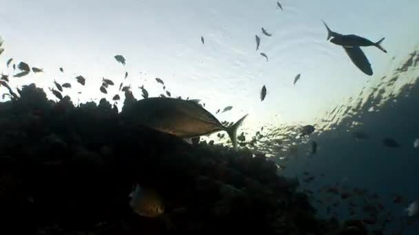 海洋の自然で純粋な紅海の透明性についてのビデオを水中リラックスします。. — ストック動画
