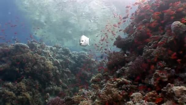 Ljusa fiskstim på bakgrund av olika koraller undervattens Röda havet. — Stockvideo