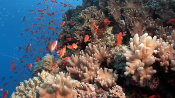 School van helder vis op achtergrond van verschillende koralen onderwater rode zee. — Stockvideo