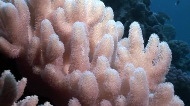Close-up of coral underwater in Red sea. — Stock Video