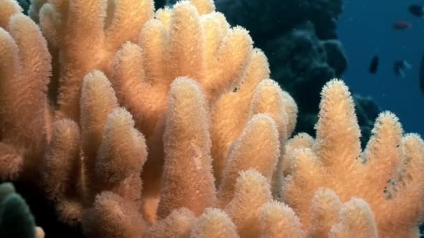 Close-up of coral underwater in Red sea. — Stok Video