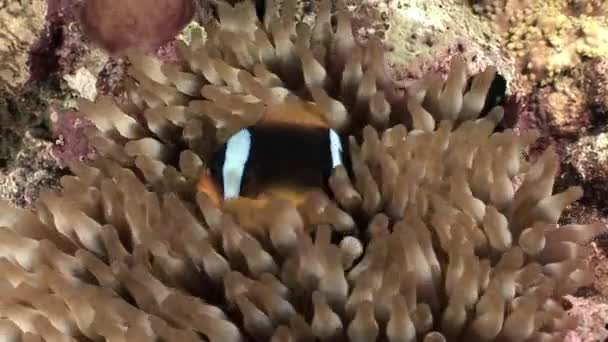 Clown fish in Anemone underwater of Red sea. — Stock Video