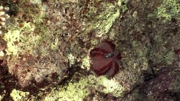 Subaquático relaxar vídeo sobre a natureza marinha em puro transparente do Mar Vermelho . — Vídeo de Stock