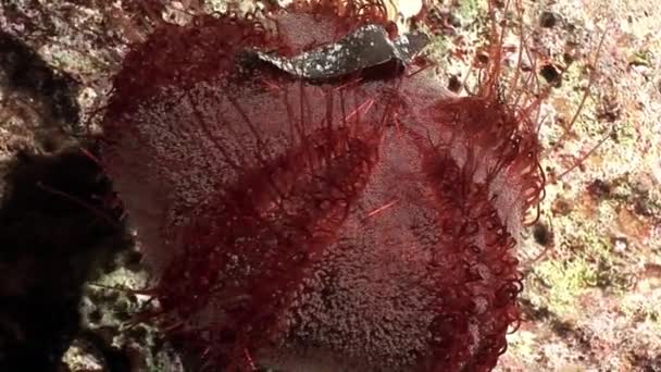 Vidéo de détente sous-marine sur la nature marine en pure transparence de la mer Rouge . — Video