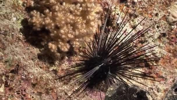 Black sea urchin Echinothrix diadema underwater. — Stock Video