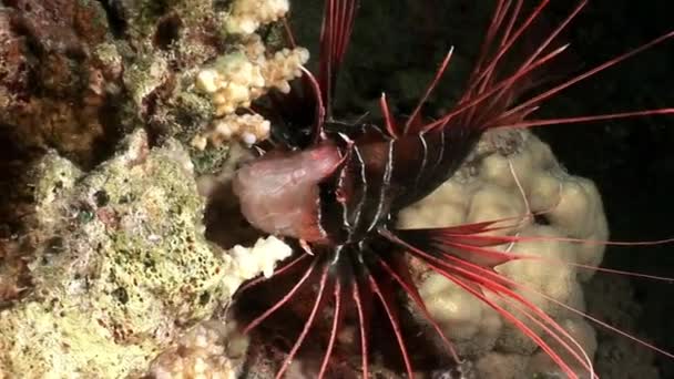 Peces venenosos radiantes Pterois radiata de pez león Clearfin en el fondo marino del Mar Rojo . — Vídeos de Stock