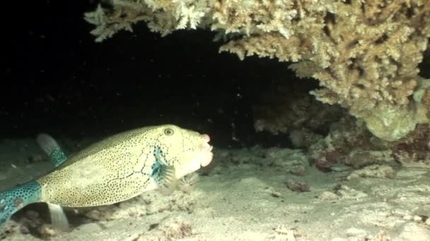 Peces globo gigantes bajo el agua de Shaab Sharm . — Vídeos de Stock