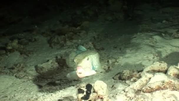 Riesen-Kugelfisch unter Wasser von Shaab Sharm. — Stockvideo