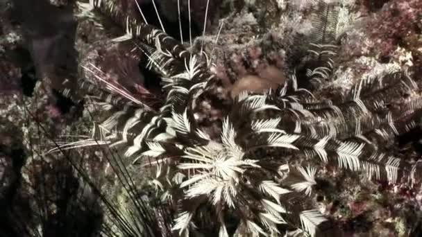 Underwater relax video about sea lily Oligometra Serripinna of Shaab Sharm. — Stock Video