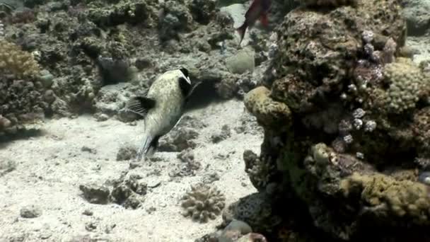 Maskierte Kugelfische arothron diadematus tetraodontidae unterwasser von shaab sharm. — Stockvideo