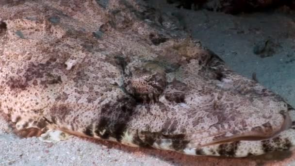 Krokodýl loví koberec flathead detail pod vodou Rudého moře. — Stock video