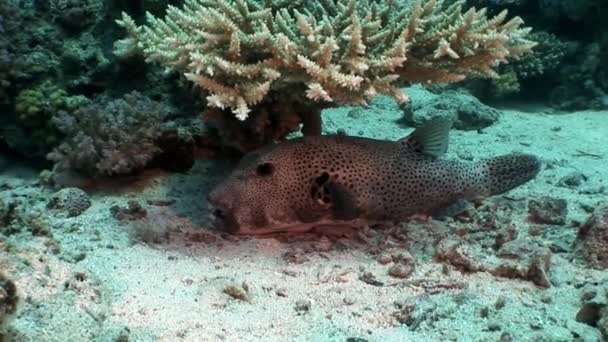 Zubatý obří puffer ryb Arothron stellatus pod vodou z Shaab Sharm. — Stock video