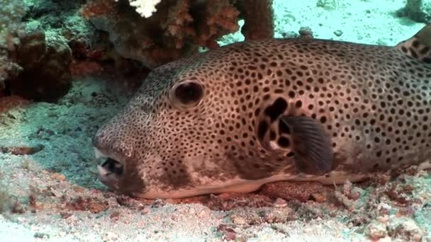 Zahme riesige Kugelfische arothron stellatus unterwasser von shaab sharm. — Stockvideo