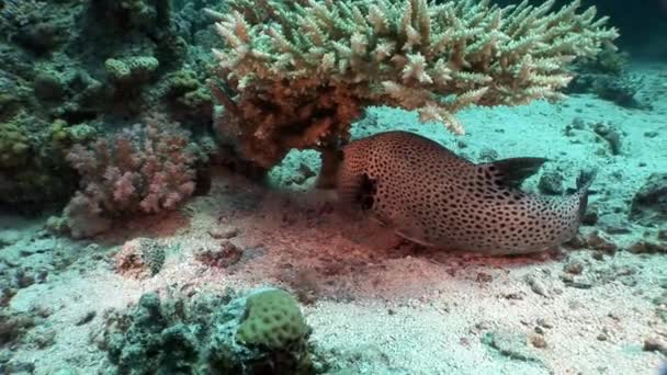 Zubatý obří puffer ryb Arothron stellatus pod vodou z Shaab Sharm. — Stock video