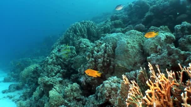 School of fish underwater Red sea. — Stock Video