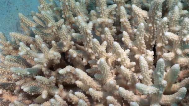Coral víz alatti, a Vörös-tenger. — Stock videók