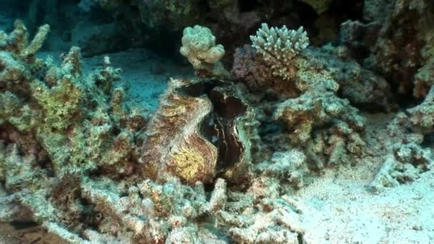 Almeja gigante multicapa Tridacna Scuamose con manto pesado en el mar Rojo . — Vídeo de stock