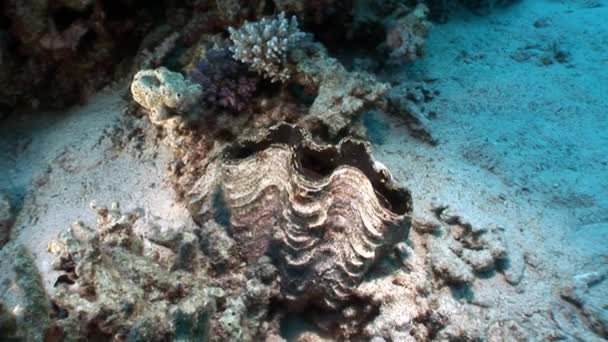 Multilayered Tridacna Scuamose giant clam with heavy mantle in Red sea. — Stock Video
