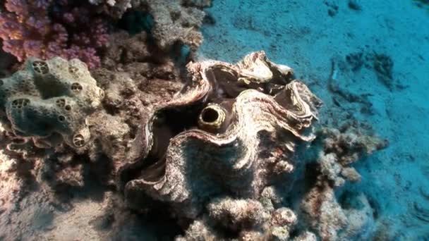 Multilayered Tridacna Scuamose giant clam with heavy mantle in Red sea. — Stock Video