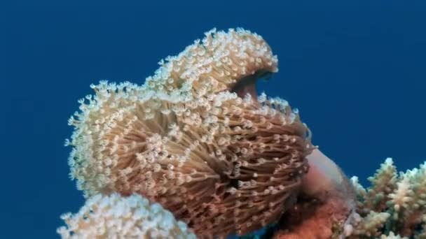 水下放松视频关于红海珊瑚礁. — 图库视频影像
