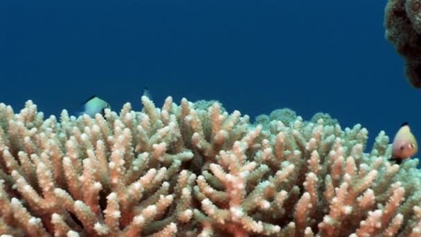 Video de relajación submarina sobre el arrecife de coral del Mar Rojo . — Vídeos de Stock