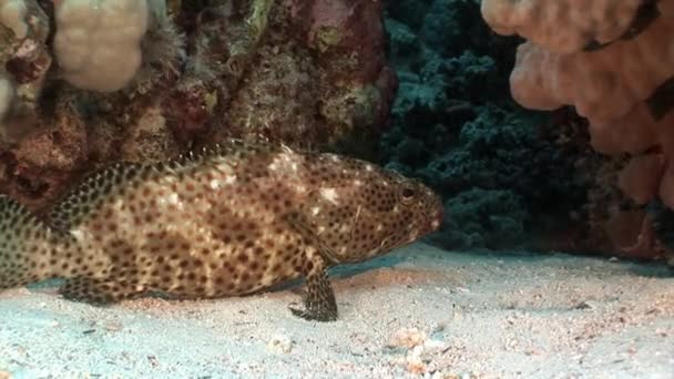 Bright spotted grouper vis in koralen onderwater rode zee. — Stockvideo