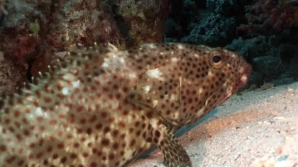 Φωτεινά στίγματα ψάρι Σφυρίδα σε κοράλλια υποβρύχια Ερυθρά θάλασσα. — Αρχείο Βίντεο