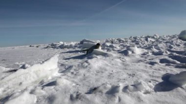Anne şirin yeni doğan mühür Pup On Ice alanları.