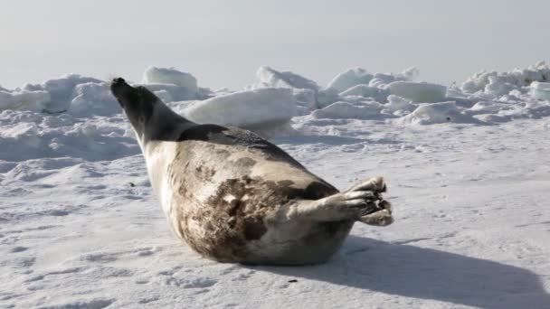 Matka skvělá novorozence Seal Pup na ledová pole. — Stock video