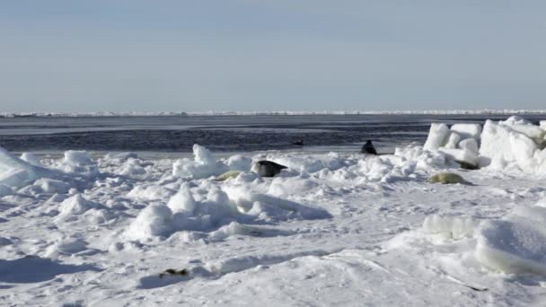 Madre lindo recién nacido sello cachorro en campos de hielo . — Vídeos de Stock