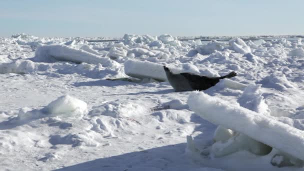 Moeder Cute pasgeboren Seal Pup op ijsvelden. — Stockvideo