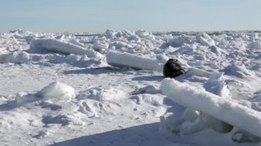 Anne şirin yeni doğan mühür Pup On Ice alanları.