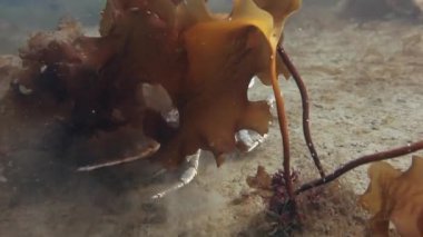 Dev Kral Yengeç yiyecek aramaya sualtı Barents Denizi'nde.