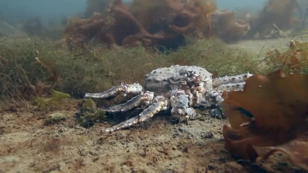 Giant King krab op zoek naar voedsel op onderwater in de Barentsz-zee. — Stockvideo