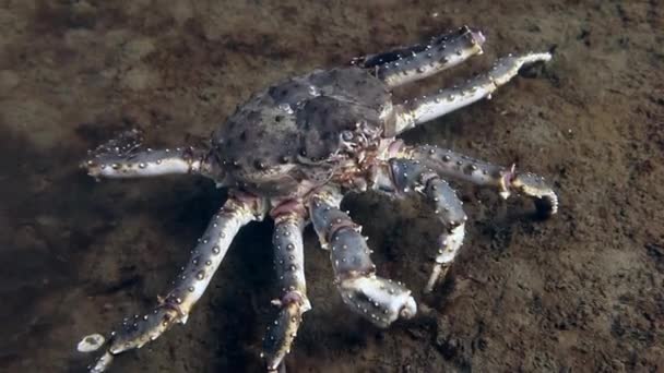 Olbrzym King crab w poszukiwaniu żywności na pod wodą w Morzu Barentsa. — Wideo stockowe