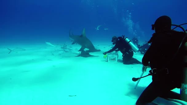 Кормление акулы-молота под водой на песчаном дне Багамских островов . — стоковое видео
