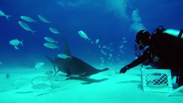 Tuffatore alimenta Hammerhead Shark sott'acqua sul fondo sabbioso di Tiger Beach Bahamas . — Video Stock