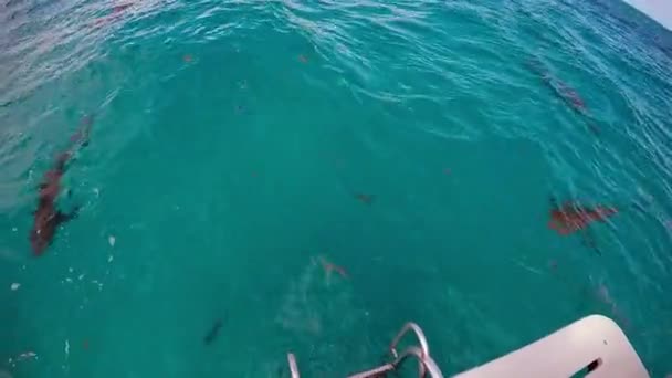 Hai in der Nähe von Tauchdeck unter Wasser. — Stockvideo