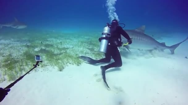 Tiburón Toro con buceadores bajo el agua en la arena de Tiger Beach Bahamas . — Vídeo de stock