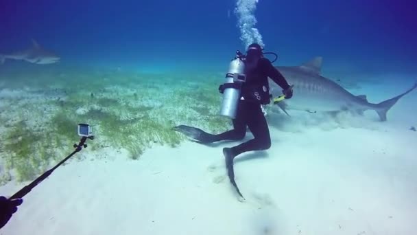 Bull Shark z nurków pod wodą, na piaszczystej plaży Tiger Bahamy. — Wideo stockowe