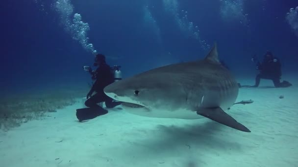 Big Bull Shark met divers onderwater op zanderige bodem van Tiger strand Bahama 's. — Stockvideo