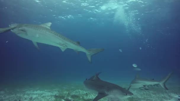 Μεγάλο Bull Shark με δυτών, υποβρύχια σε αμμώδη βυθό της τίγρης παραλία Μπαχάμες. — Αρχείο Βίντεο