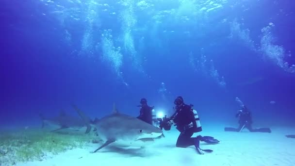 Rekin pozuje do kamery pod wodą na piaszczyste dno Tiger Beach Bahamy. — Wideo stockowe