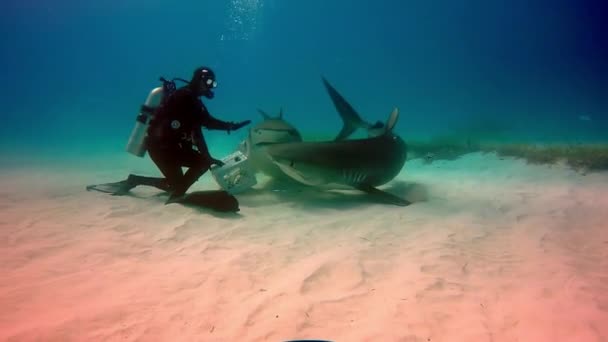 Big Bull Shark com mergulhadores subaquáticos no fundo arenoso de Tiger Beach Bahamas . — Vídeo de Stock
