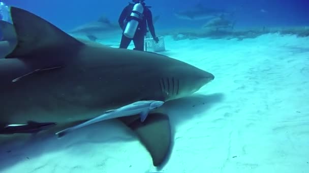 Stor Bull Shark med dykare under vattnet på sandbotten Tiger Beach Bahamas. — Stockvideo