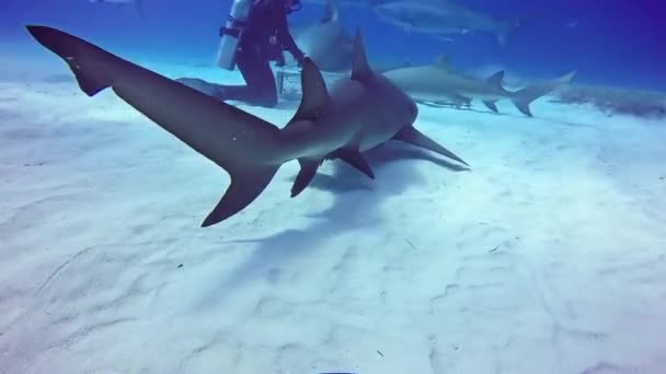 Дайвер приручает акулу быка под водой на песчаном дне Багамских островов Тигр Бич . — стоковое видео