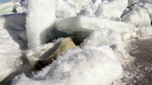 Мила новонароджена тюленя лялька на лід Дивлячись на камеру — стокове відео